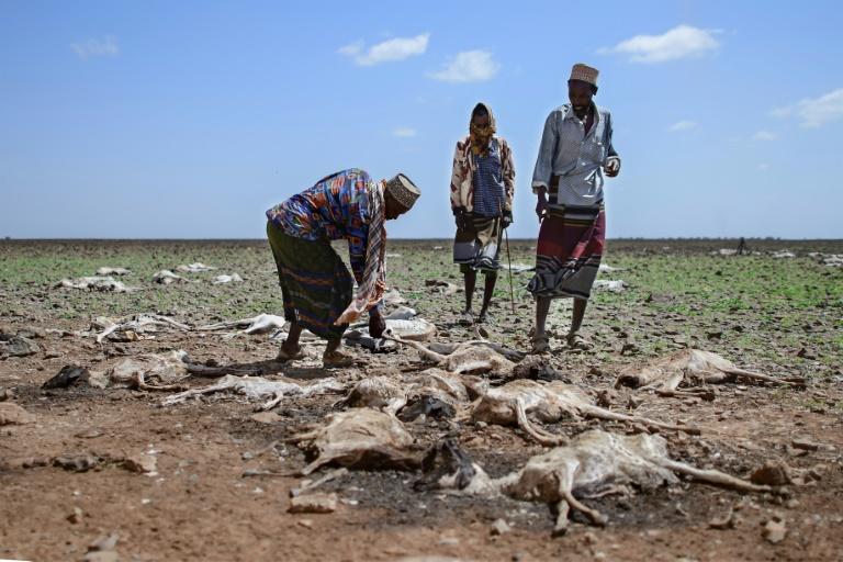 13 million face hunger as Horn of Africa drought worsens: UN