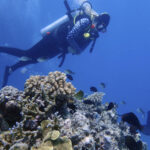 ‘Crisis’: Climate panel flags Great Barrier Reef devastation