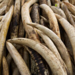 DNA analysis of elephant ivory reveals trafficking networks