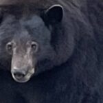 Hank the Tank, a 500-Pound Bear, Ransacks a California Community