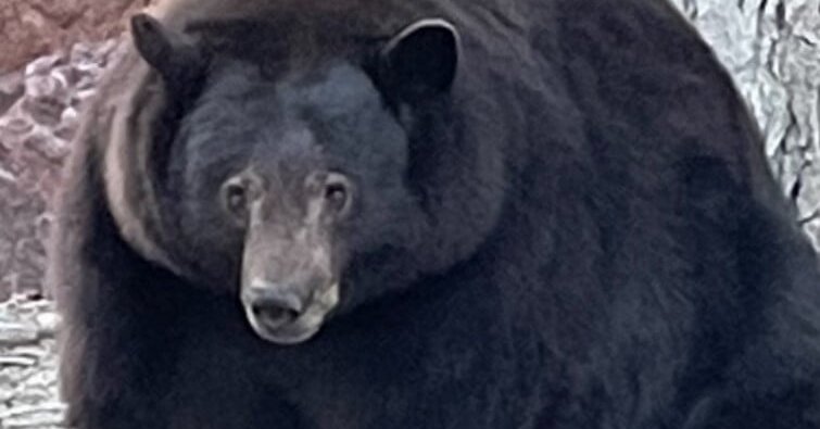 Hank the Tank, a 500-Pound Bear, Ransacks a California Community