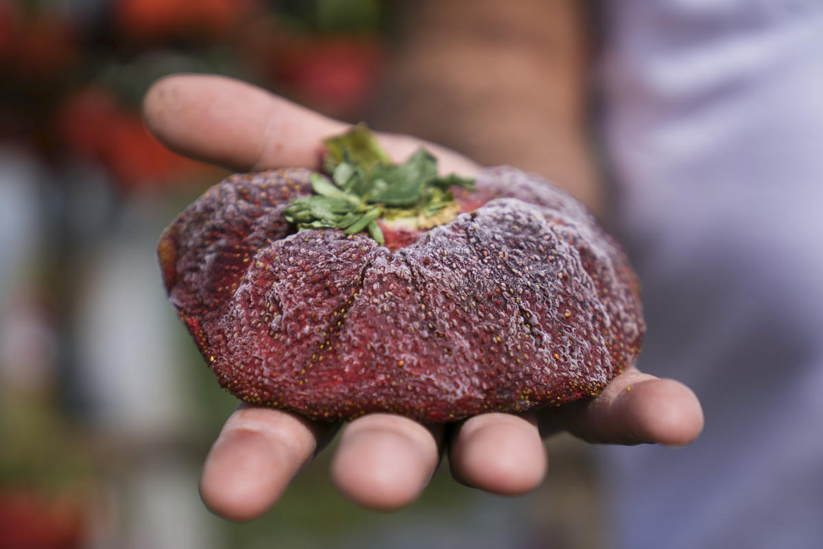 Israeli strawberry clocks in as world’s heaviest on record