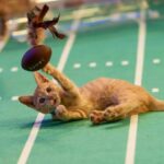 Kitten Bowl Canceled at Hallmark Channel, GAC Media Eyes Pick-Up (EXCLUSIVE)