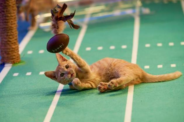 Kitten Bowl Canceled at Hallmark Channel, GAC Media Eyes Pick-Up (EXCLUSIVE)