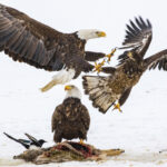 Nearly half of US bald eagles suffer lead poisoning