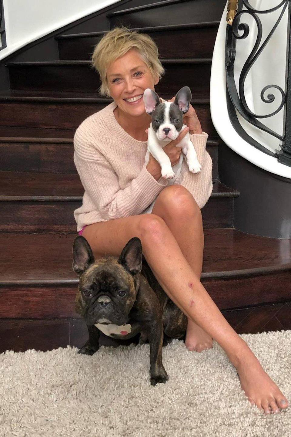 Sharon Stone Announces Death of Dog Joe ‘Biggy’ Stone: ‘It’s a Process’