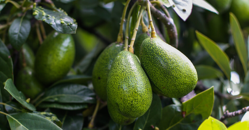 U.S. Temporarily Bans Avocados From Mexico, Citing Threat