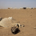 UN: Horn of Africa drought kills+ over 1.5 million livestock