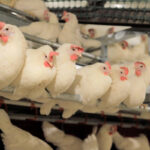 Why cage-free eggs becoming norm: It’s what people want