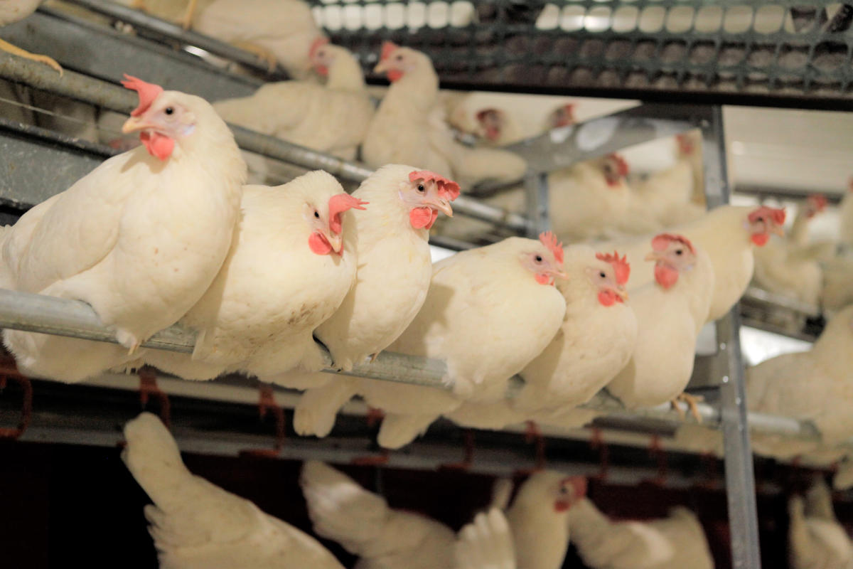 Why cage-free eggs becoming norm: It’s what people want