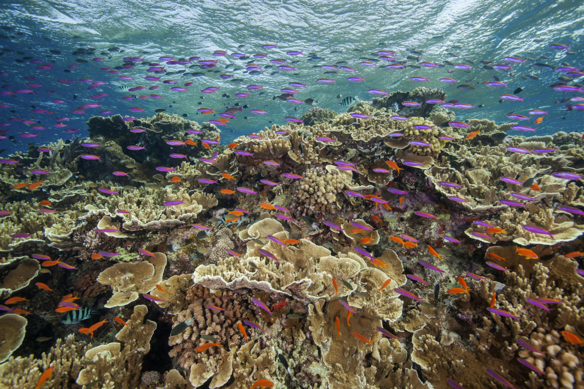 Great Barrier Reef suffers widespread coral bleaching