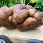 Is This the World’s Largest Potato?