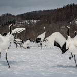 Japan Saved Red-Crowned Cranes. Can They Survive Without Humans?