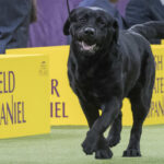 Poodles pop in popularity, but Labs still No. 1 US dog breed