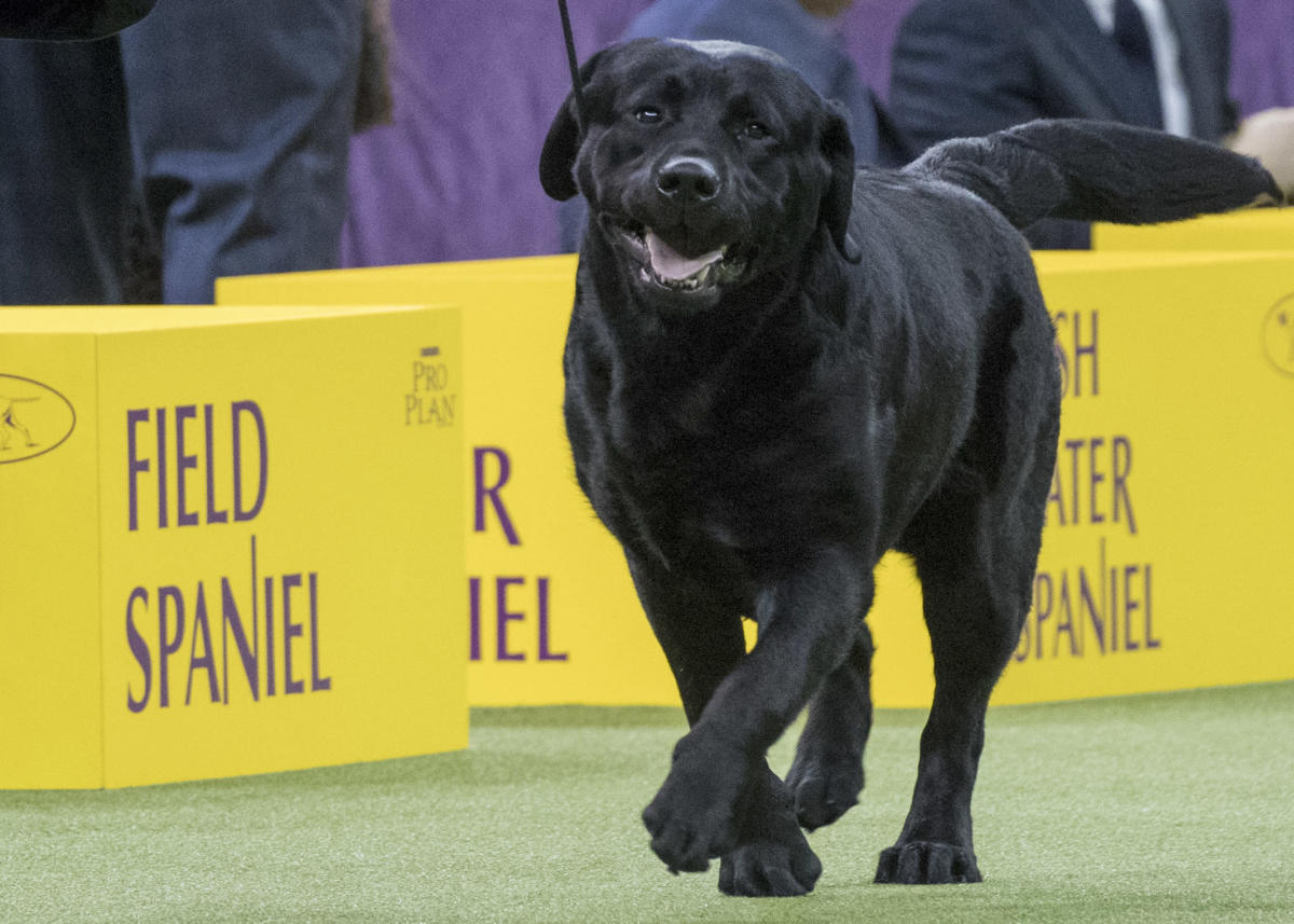 Poodles pop in popularity, but Labs still No. 1 US dog breed