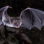 Scientists figure out how vampire bats got a taste for blood