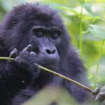 Uganda’s Batwa people: Evicted from forests to help save gorillas