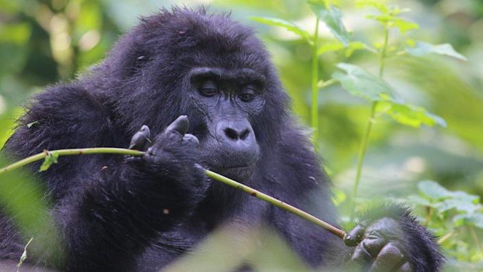 Uganda’s Batwa people: Evicted from forests to help save gorillas