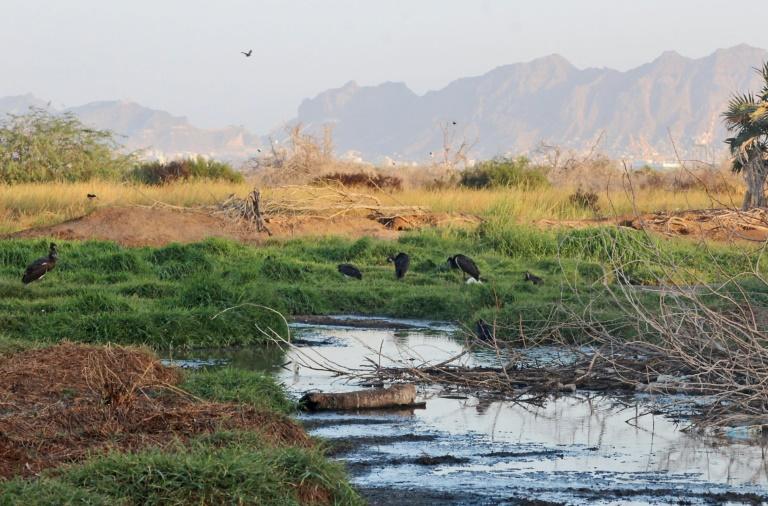 Yemen war turns nature reserve back into waste dump