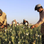 Afghanistan’s Taliban announce ban on poppy production