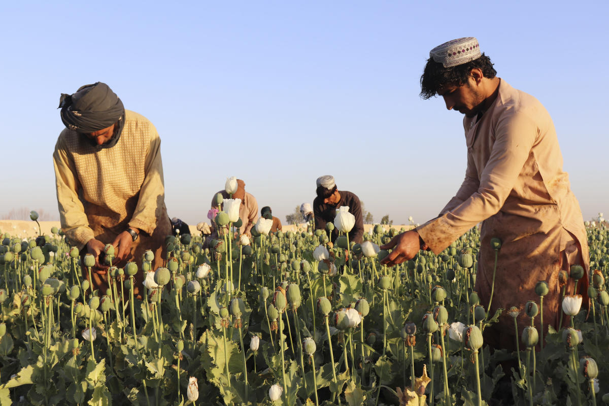 Afghanistan’s Taliban announce ban on poppy production