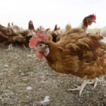 Bird flu drives free-range hens indoors to protect poultry