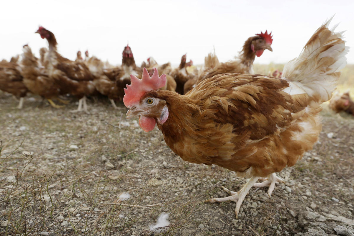 Bird flu drives free-range hens indoors to protect poultry