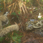 Bobcats With a Taste for Python Eggs Might Be the Guardians of Florida’s Swamp