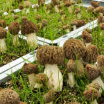 Cultivating Coveted Morel Mushrooms Year-Round and Indoors