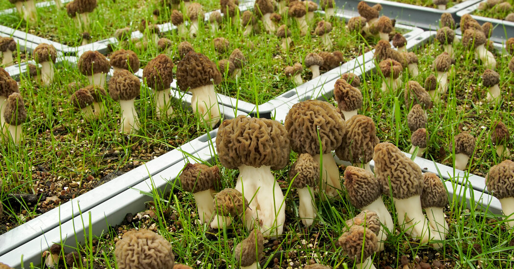 Cultivating Coveted Morel Mushrooms Year-Round and Indoors