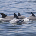 Dolphins’ playful social habits form bonds, but spread virus