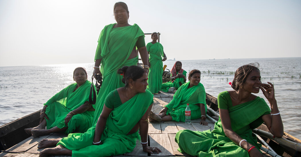 Facing Disastrous Floods, They Turned to Mangrove Trees for Protection