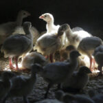 First case of human bird flu infection confirmed in Colorado