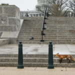 Foxes and D.C. Politicians Don’t Mix, As This Week and History Show