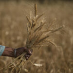 Heat wave scorches India’s wheat crop, snags export plans