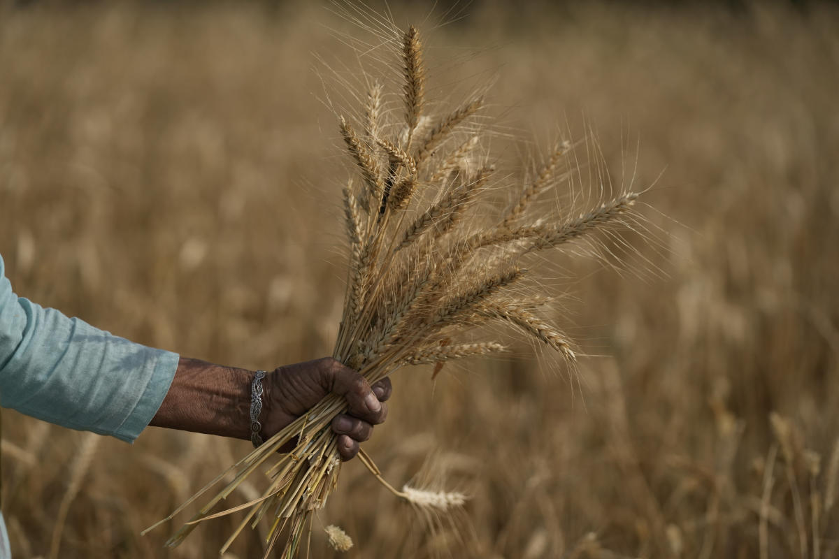 Heat wave scorches India’s wheat crop, snags export plans