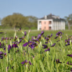 Iris on national park battlefield may mark razed Black homes