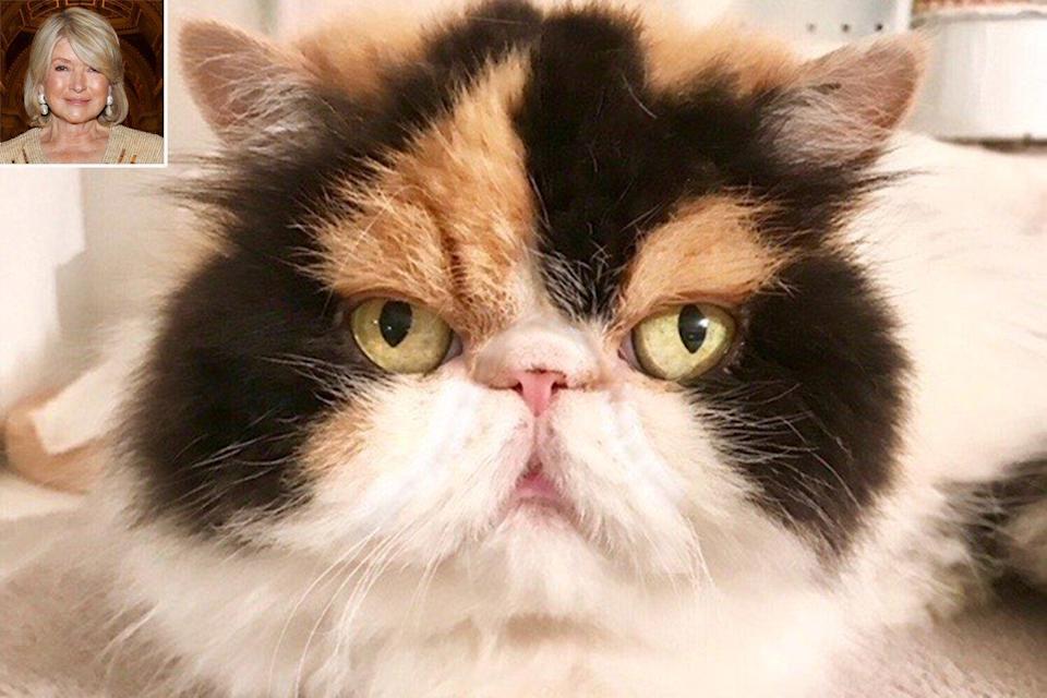 Martha Stewart’s Cat Princess Peony Mistakenly Killed By Her 4 Dogs: ‘I Will Miss Her Very Badly’