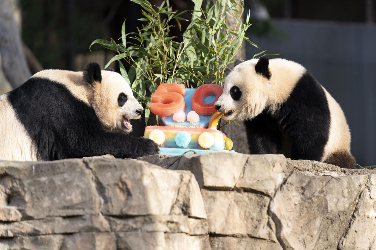 Pandas devour ice cake to celebrate 50 years at National Zoo