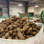 Westward Ho! Maine potatoes travel far after western drought