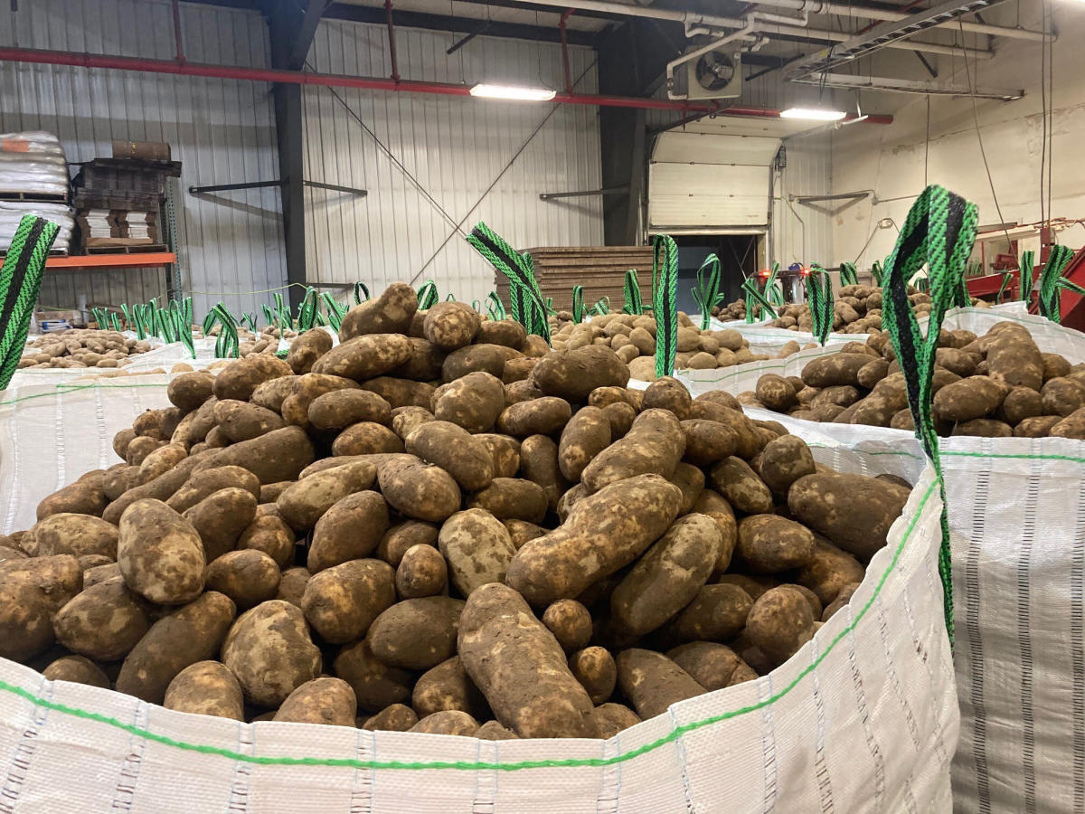 Westward Ho! Maine potatoes travel far after western drought