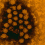 Why a Coronavirus-Flu ‘Twindemic’ May Never Happen