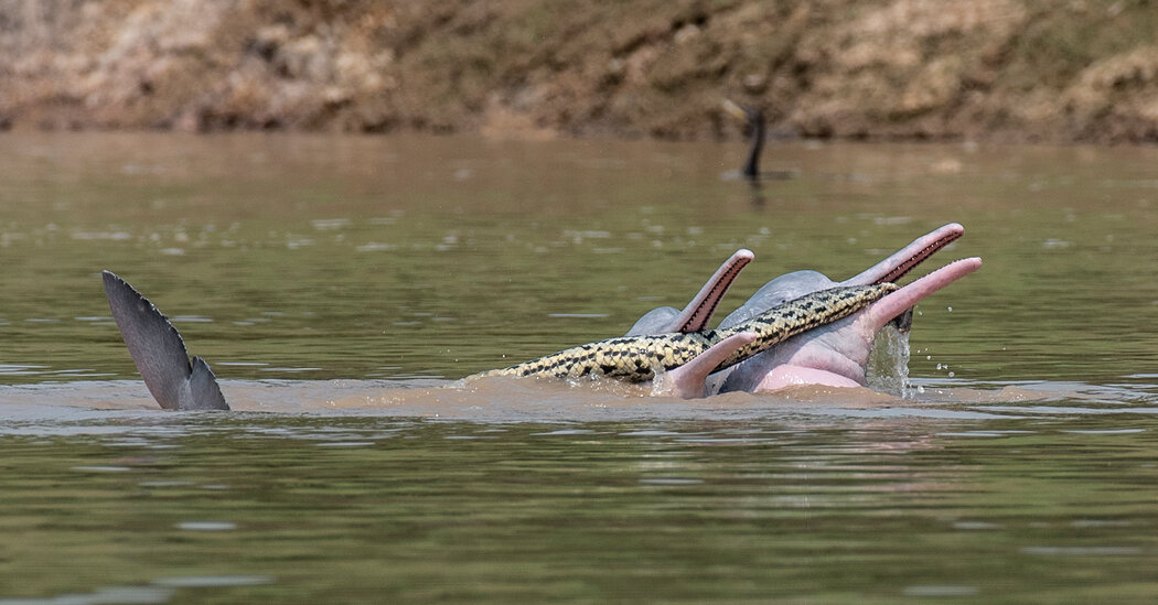 An Anaconda’s Play Date With Dolphins Took a Strange Turn