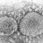 Dominant coronavirus mutant contains ghost of pandemic past