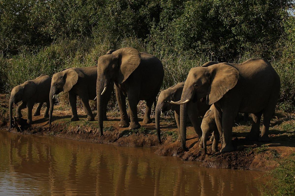 Elephant-Rich States Row Back From Threat to Quit Trade Body