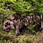 In Romania’s Transylvanian Alps, See Bison on Safari