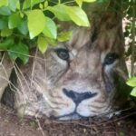 Kenya alarm after carrier bag mistaken for stray lion