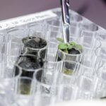 Scientists grow plants in lunar dirt, next stop moon