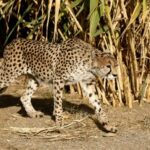 Second endangered cheetah cub dies in Iran: state media