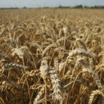 UN reports ‘anecdotal evidence’ Russia looting Ukrainian grain supply